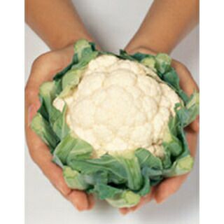 カリフラワー苗 | 農業屋.com