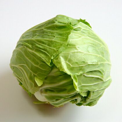 キャベツ 苗 6本セット 【予約販売】 野菜苗 秋植付け | 農業屋.com
