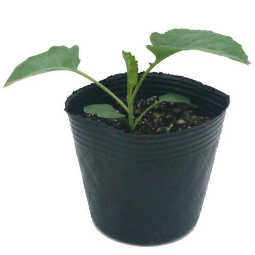 ブロッコリー 苗 6本セット 【予約販売】 野菜苗 | 農業屋.com