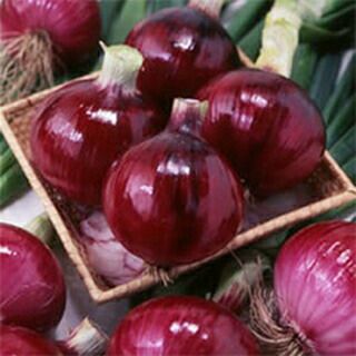 赤タマネギ　赤玉ねぎ　赤たまねぎ　タマネギ5kg5000円 種 野菜たね タマネギ （中晩生）F1赤富士 1袋（4ml） 赤玉 赤たまねぎ