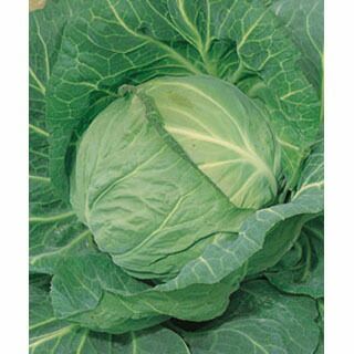 000000008469-01.jpg?size=l&w=