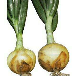 タマネギ  七宝早生7号　100g たまねぎ 種 【 七宝 早生七号 】 100g | 農業屋.com