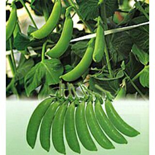 新鮮 ニムラ　スナップえんどう　野菜　豆 10月蒔きエンドウ豆】ニムラサラダスナップ 20ml | タネのハシモト