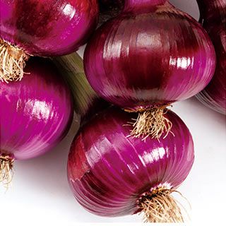 たまねぎ 種 【 甲高赤 】 小袋 ( 玉ねぎの種 )