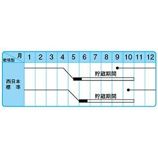 たまねぎ 種 【 甲高赤 】 小袋 ( 玉ねぎの種 )