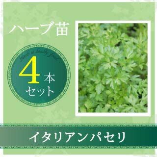 ハーブ 苗 【 イタリアンパセリ 】 4本セット【予約販売】 | 農業屋.com