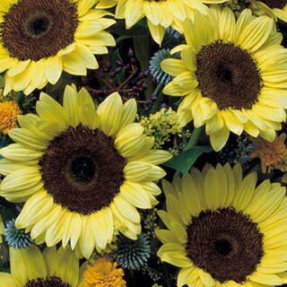 000000008937-01.jpg?size=l&w=