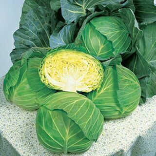 キャベツ 種 【 彩音 】 ペレット150粒 | 農業屋.com