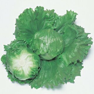 レタス 種 【 スターレイ 】 小袋（ペレット100粒） | 農業屋.com