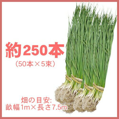 玉ねぎ苗 【予約】 【 中晩生 赤玉ねぎ 】 約250本 [ たまねぎ苗