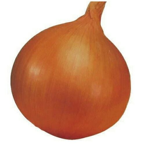 玉ねぎ苗 【予約】 【 中生 ターボ 】 約500本 [ たまねぎ苗 タマネギ