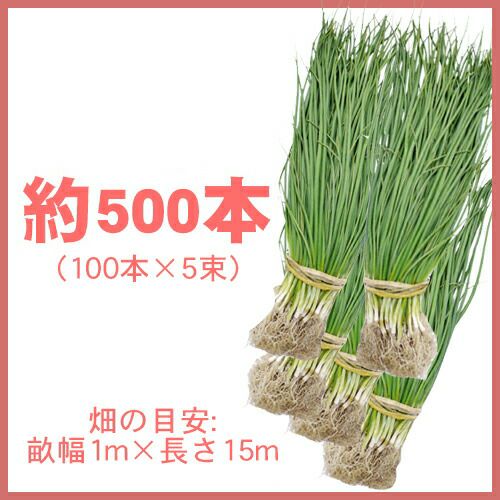 玉ねぎ苗 【予約】 【 中晩生 ネオアース 】 約500本 [ たまねぎ苗