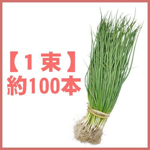 玉ねぎ苗 【予約】 【 中生 アトン 】 約500本 [ たまねぎ苗 タマネギ