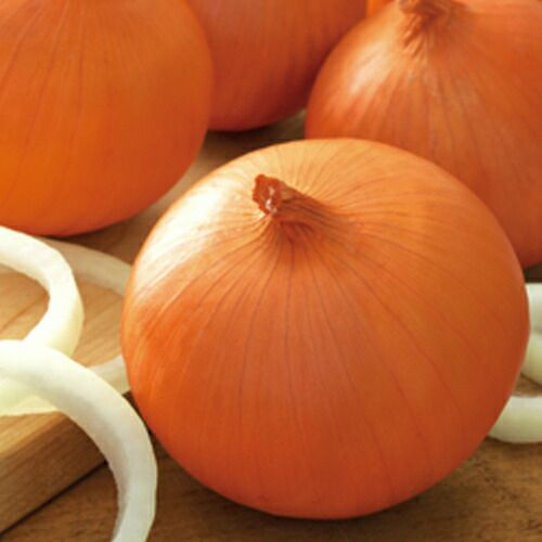 玉ねぎ苗 | 農業屋.com