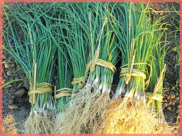 玉ねぎ苗 【予約】 【 早生 赤玉ねぎ レッドグラマー 】 約50本