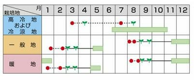 ブロッコリー 種 【 おはよう 】 ペレット5000粒 | 農業屋.com