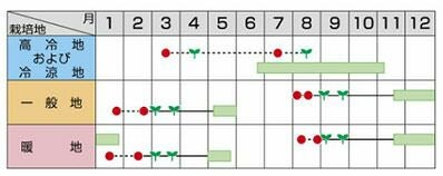 ブロッコリー 種 【 おはよう 】 2000粒 | 農業屋.com