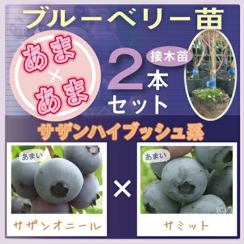 あまxあま ブルーベリー接木苗 2本セット 【サザンハイブッシュ系