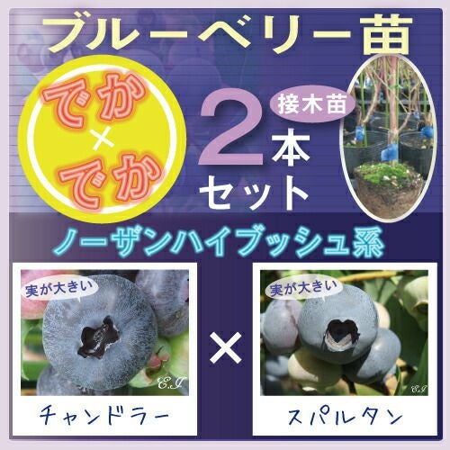 ブルーベリー 「デューク」 ノーザンハイブッシュ 果樹 苗 苗木 通販