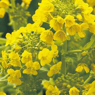 花菜 種 【 京都伏見寒咲 】 小袋 | 農業屋.com