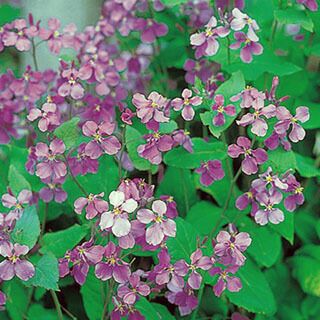 紫花菜（ショカッサイ） 種 【 紫花菜 】 1dl | 農業屋.com