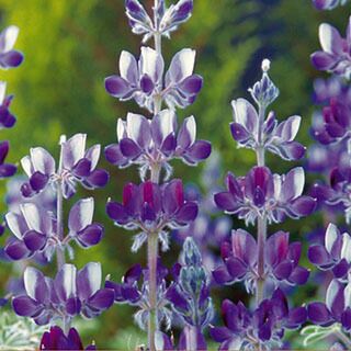 ルピナス （ノボリフジ） 種 【 傘咲ルピナス 】 1dl | 農業屋.com