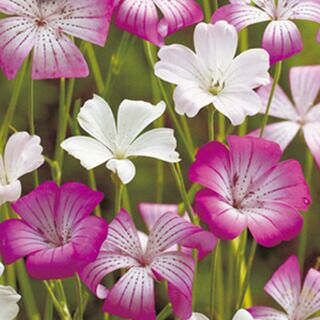 アグロステンマ 種 【 ラブリーミックス 】 小袋 （ アグロステンマの