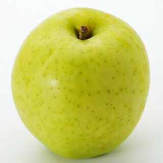 果樹苗 林檎 【 王林 1年生苗 】 [ りんご リンゴ 果樹苗木 販売