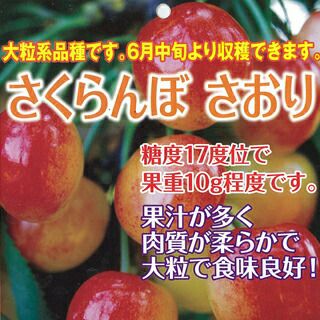 果樹苗 サクランボ 【 さおり 1年生苗 】 [ さくらんぼ 桜桃 チェリー