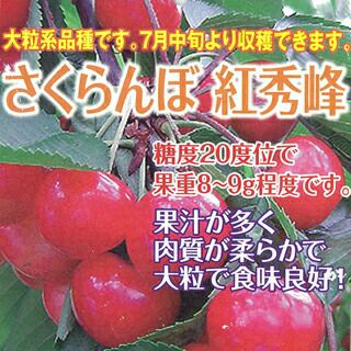 果樹苗 サクランボ 【 紅秀峰 1年生苗 】 [ さくらんぼ 桜桃 チェリー