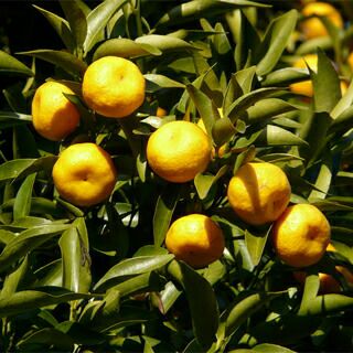 柑橘類の苗 【 橘 ( たちばな ) 2年生苗木 】 [ 雑柑 オレンジ