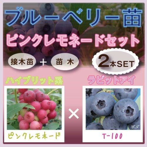 ブルーベリー苗木 ピンクレモネード セット【ハイブリッド系×ラビット 