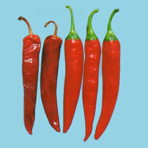 果樹苗 【 桃 ひめこなつ 1年生苗木 】 品種 ひめこなつ 品種登録番号