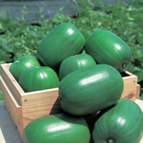 玉ねぎ苗 【予約】 【 晩生 もみじ3号 （アサヒ3号） 】 約500本