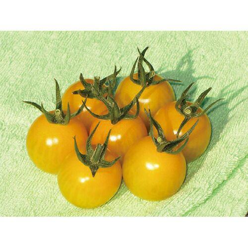 トマト 種 【 サンチェリーピュアプラス 】 100粒 ( トマトの種