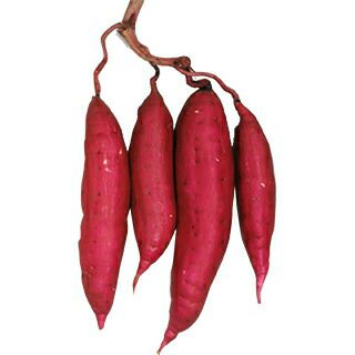 さつまいも苗 【 べにはるか 】 50本 【予約販売 芋づる さつまいも 苗