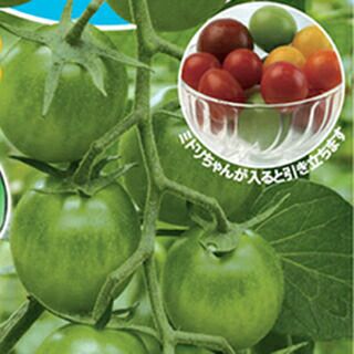 ブロッコリー 種 【 深碧 】 ペレット5千粒 ( ブロッコリーの種