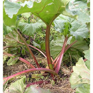 ハーブ 種 【 ルバーブ 】 小袋 (藤田) （ 種 野菜 野菜種子 野菜種