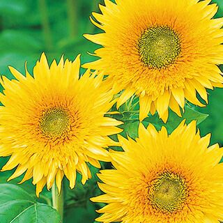 000000011176-01.jpg?size=l&w=