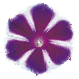 朝顔 種 【 富士の峰 】 PRIMAX1000粒 （ 朝顔の種 ） | 農業屋.com