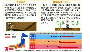 コスモス 種 【 センセーション 混合 】 1dl （ コスモスの種