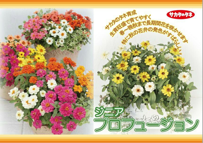 百日草（ジニア） 種 【 プロフュージョン オレンジ 】 1000粒 （ 百日