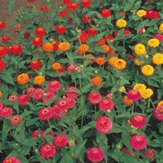 百日草（ジニア） 種 【 キューピットミニ混合 】 1dl （ 百日草