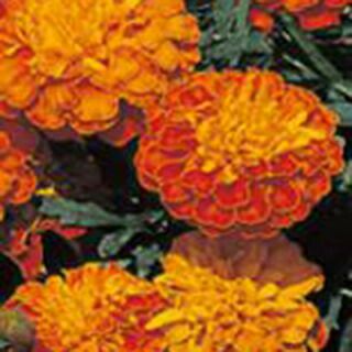 マリーゴールド 種 【 マーチ ハーモニー 】 1dl （ マリーゴールドの