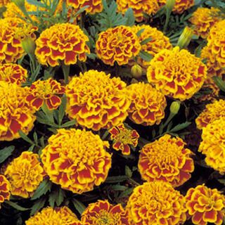 フレンチマリーゴールド | 農業屋.com