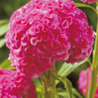 果樹苗 【 桃 ひめこなつ 1年生苗木 】 品種 ひめこなつ 品種登録番号