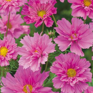 コスモス（秋桜） 種 【 ダブルクリック ローズボンボン 】 小袋