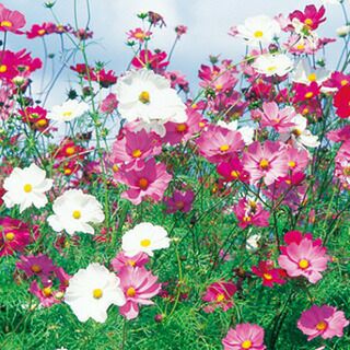 コスモス（秋桜） 種 【 センセーション混合 】 1dl （ コスモス（秋桜