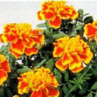 フレンチマリーゴールド | 農業屋.com