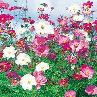 ☆秋桜子様☆ 確認用 000000011554-01.jpg?size=l&w=